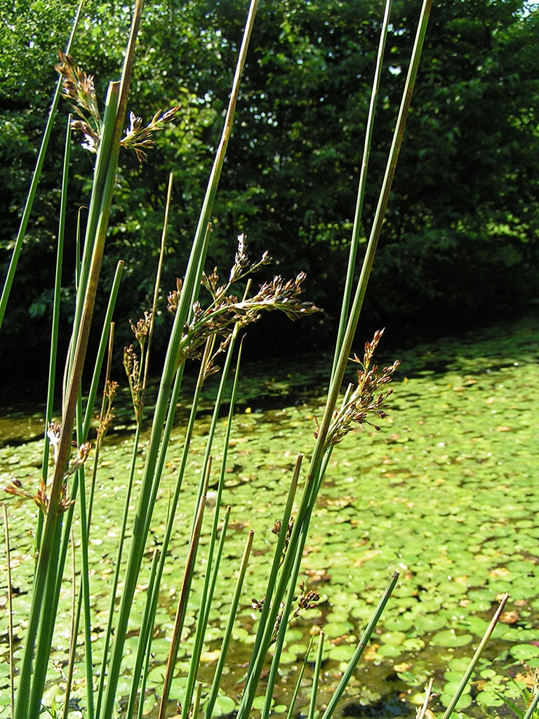 Stems
