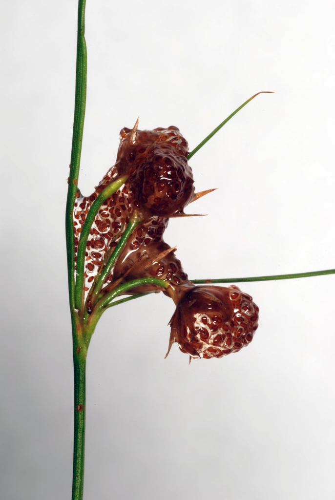 Seed capsule (Greensboro, NC)-Mid Summer