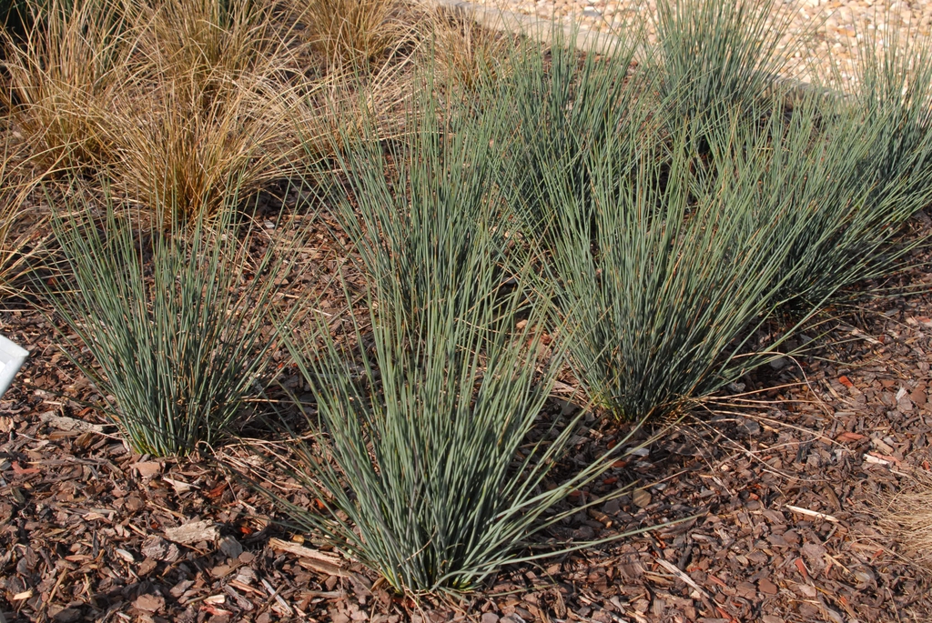 Juncus tenuis