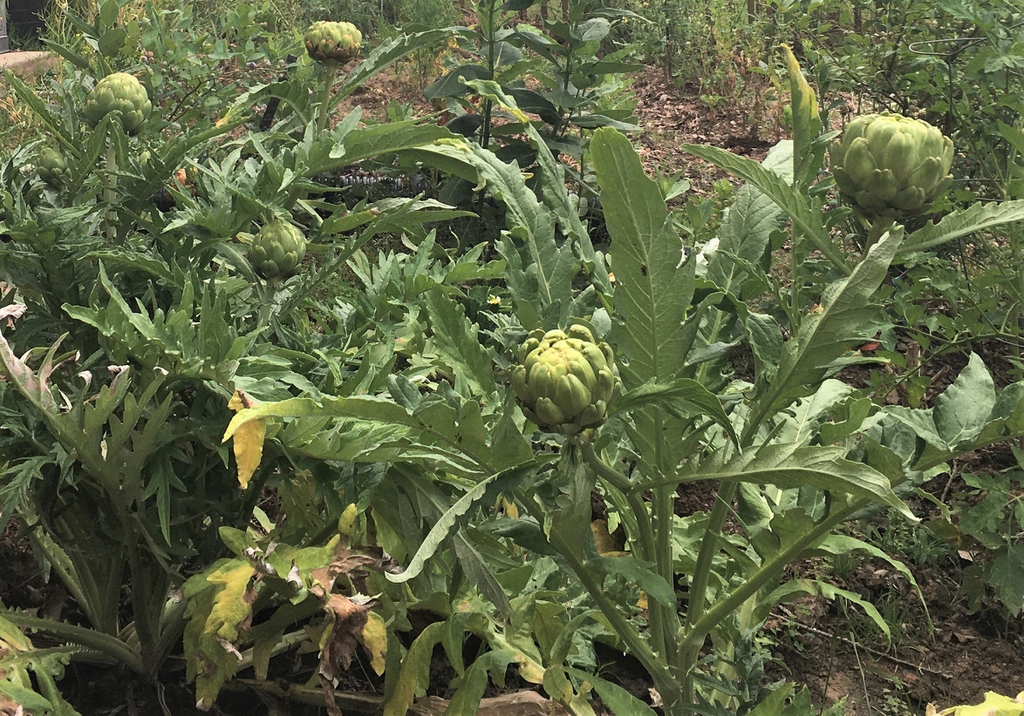 Cynara cardunculus (Scolymus Group)