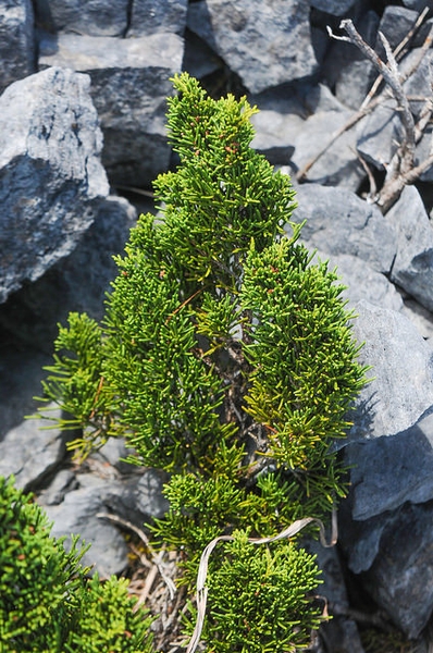 Juniperus chinensis 'Sargentii'