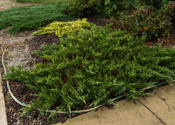 Juniperus chinensis 'Sargentii'