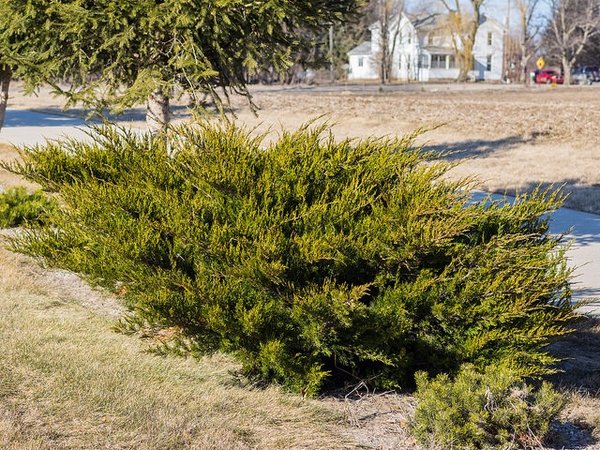 Juniperus chinensis 'Sea Green'