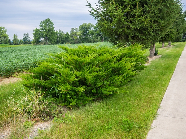 Juniperus chinensis 'Sea Green'