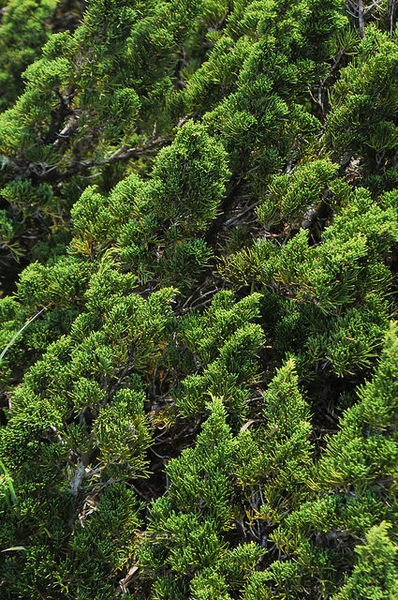 Juniperus chinensis 'Sargentii'