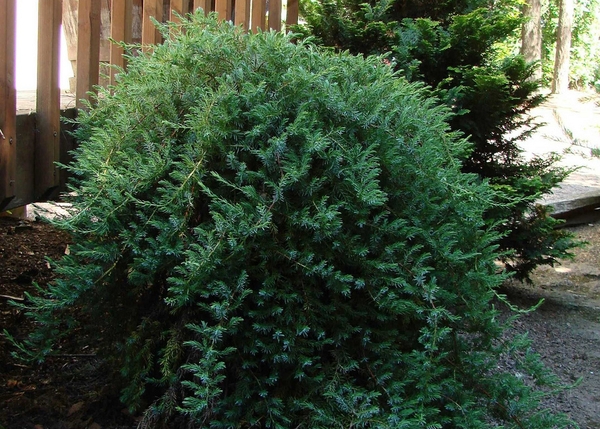 Juniperus conferta 'Blue Lagoon'