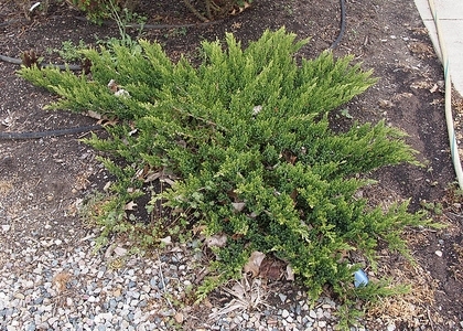 Form