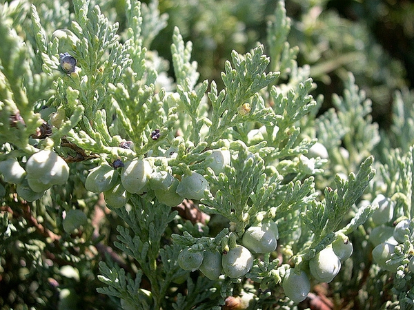 Fruit