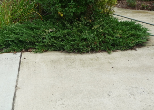 Planted near a walkway.