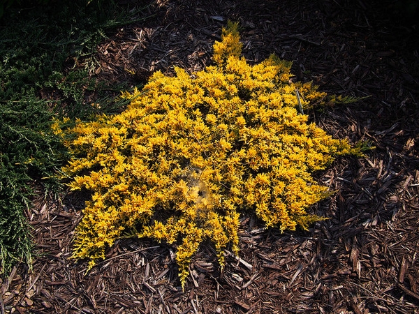 Juniperus horizontalis 'Mother Lode'