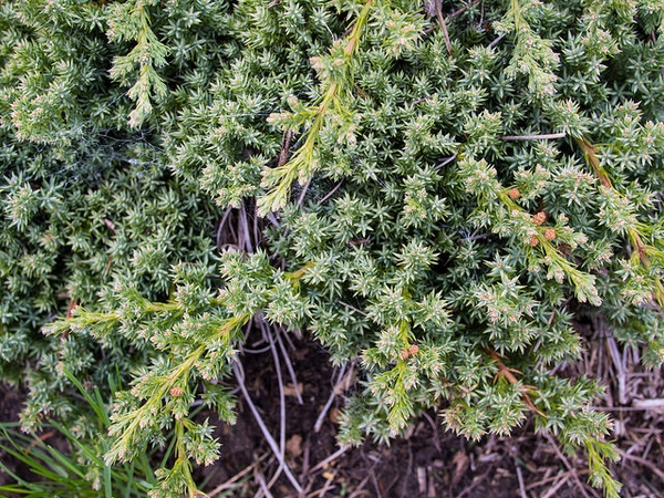 Juniperus-procumbens 'Kishiogima'