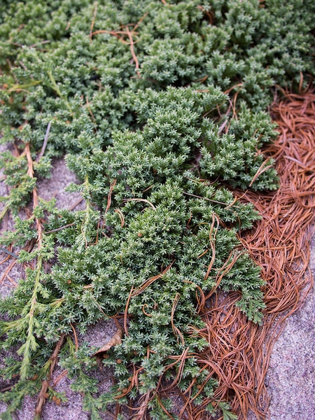 Juniperus procumbens  'Kishiogima'