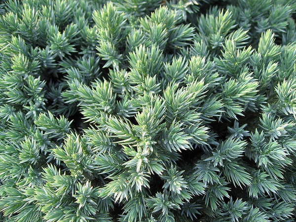 Juniperus squamata 'Blue Star'