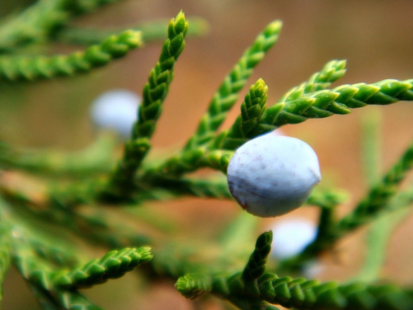 Juniperus virginiana