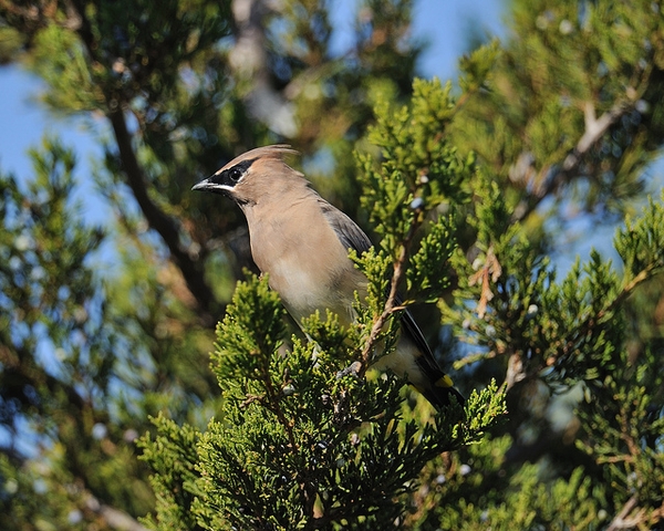 Juniperus virginiana