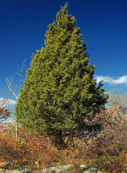 Juniperus virginiana