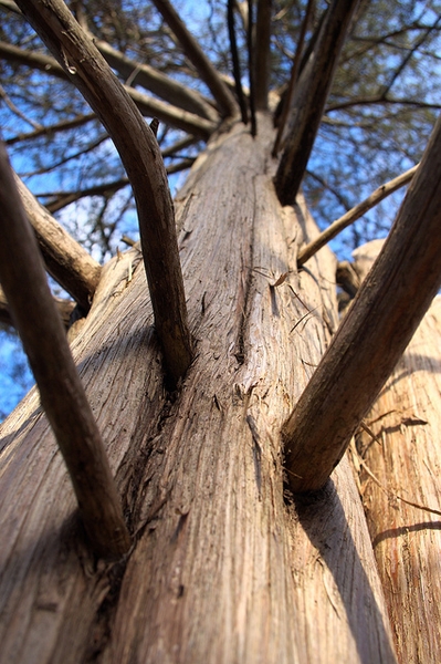 Juniperus virginiana