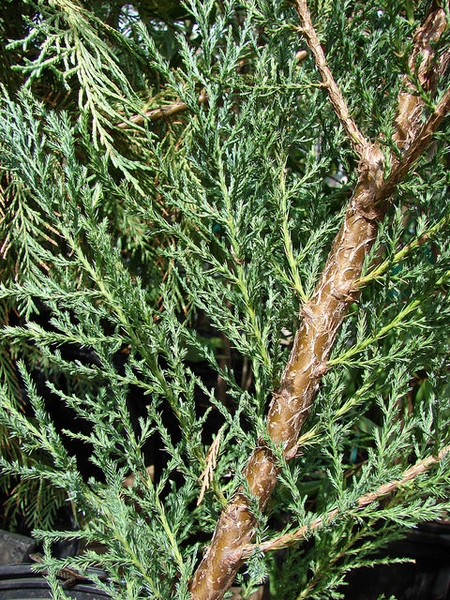 Juniperus virginiana 'Skyrocket'
