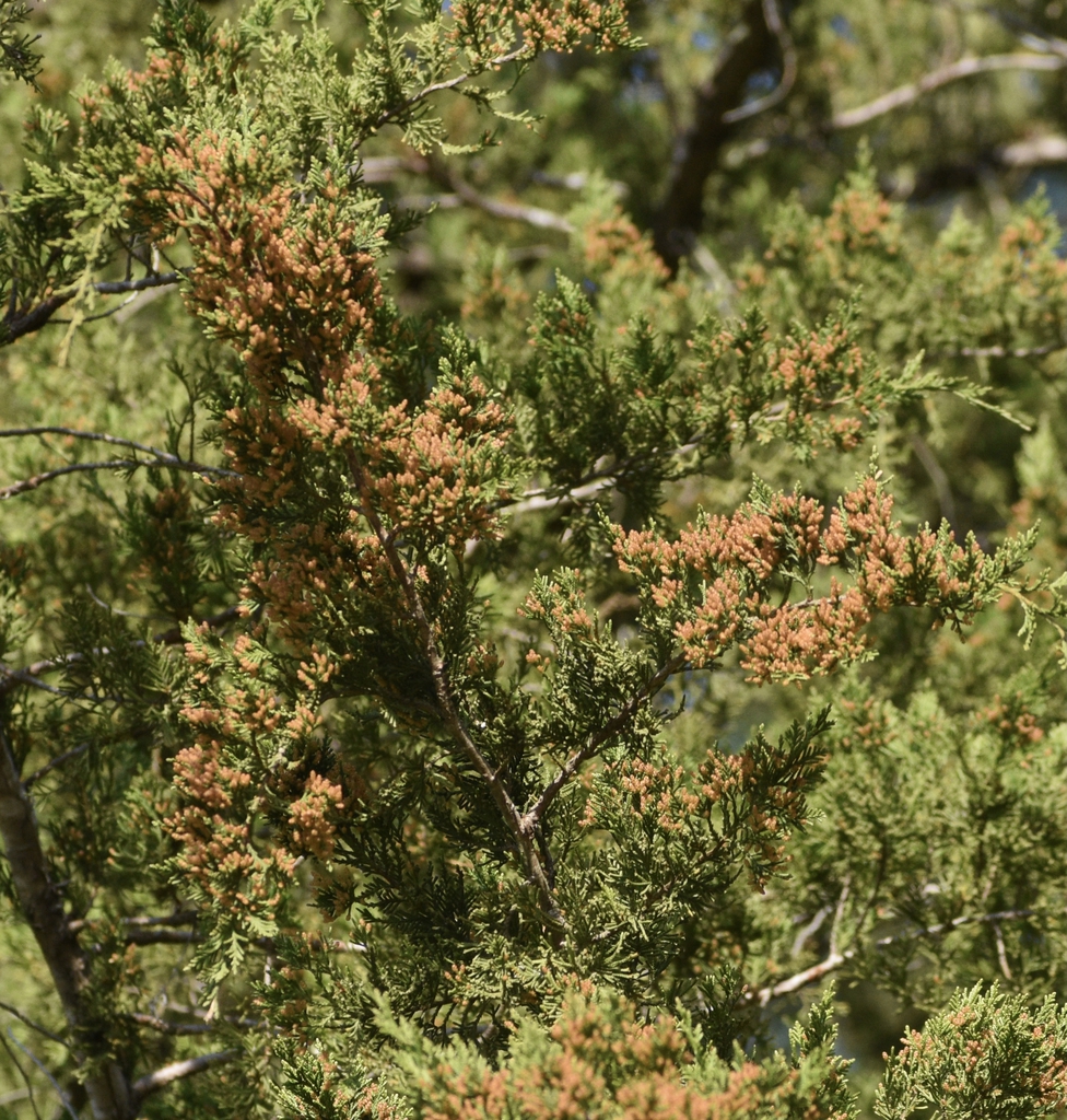 Juniperus virginiana