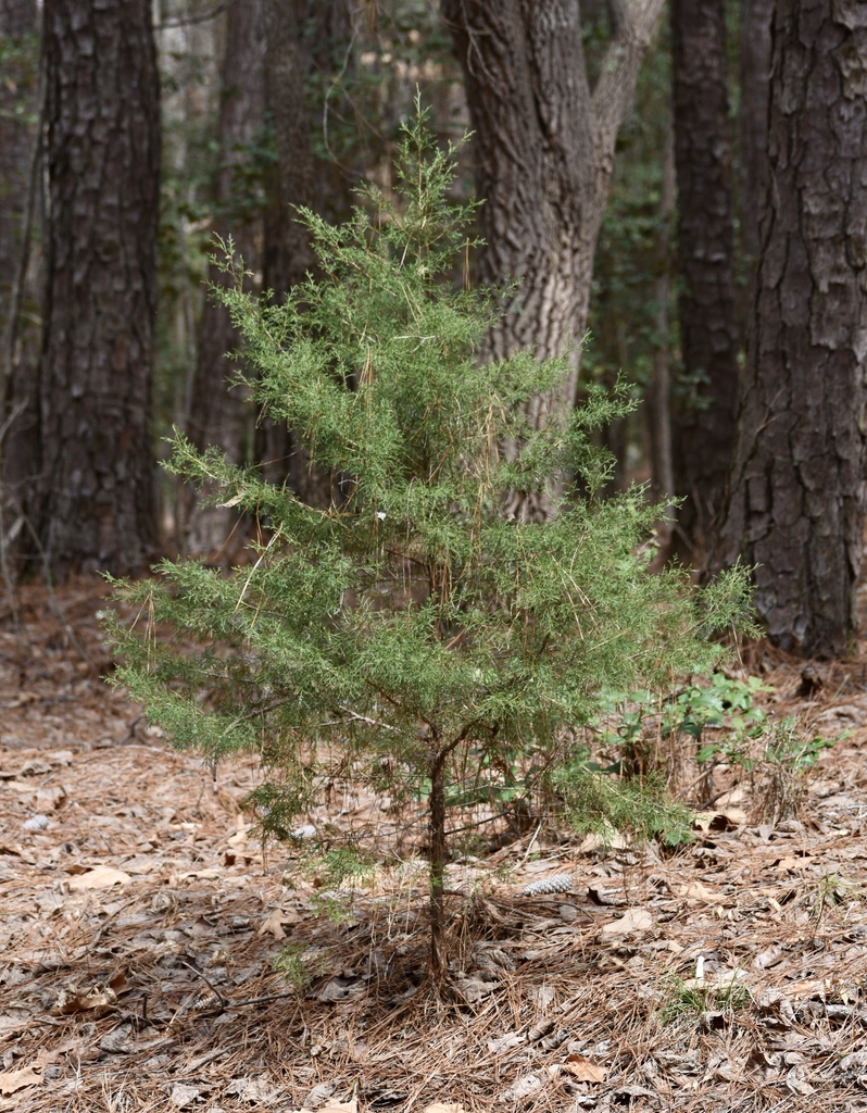 Seedling - March 24 - Warren Co., NC