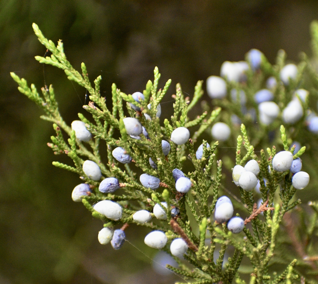 Berries & Needles - Aug. 20 - Warren Co., NC