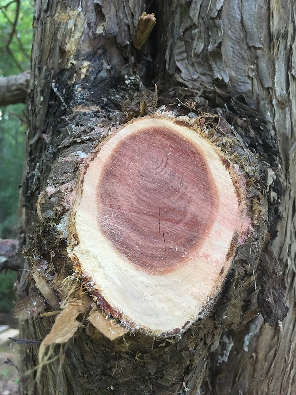 cut end of branch showing red heartwood.