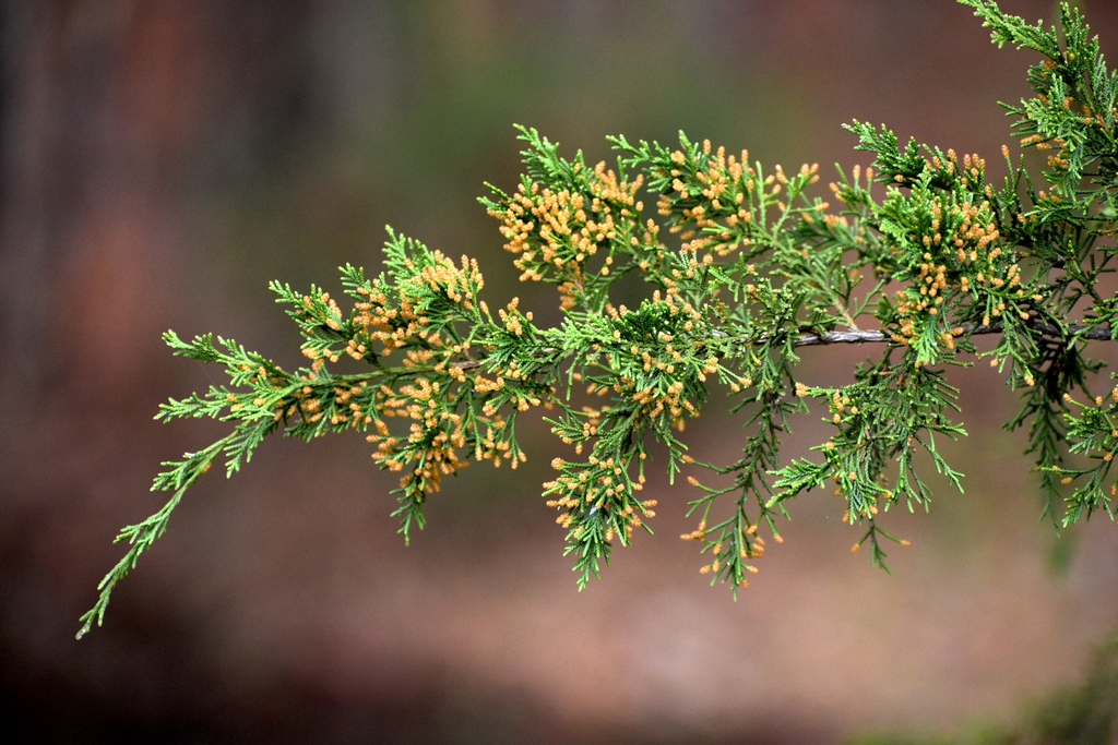 Cones - March - Warren Co., NC