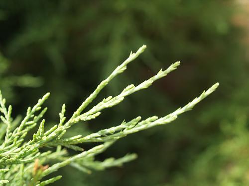 Close-up of scale-like leaves on slender shoots.