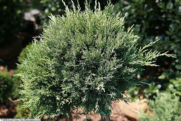 Juniperus chinensis 'Hetzii Glauca'