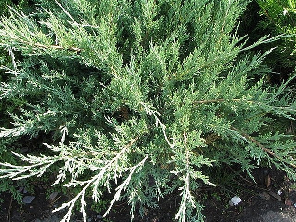 Juniperus chinensis 'Hetzii Glauca'