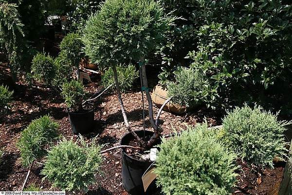 Juniperus chinensis 'Hetzii Glauca'