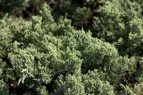 Juniperus chinensis 'Parsonii'