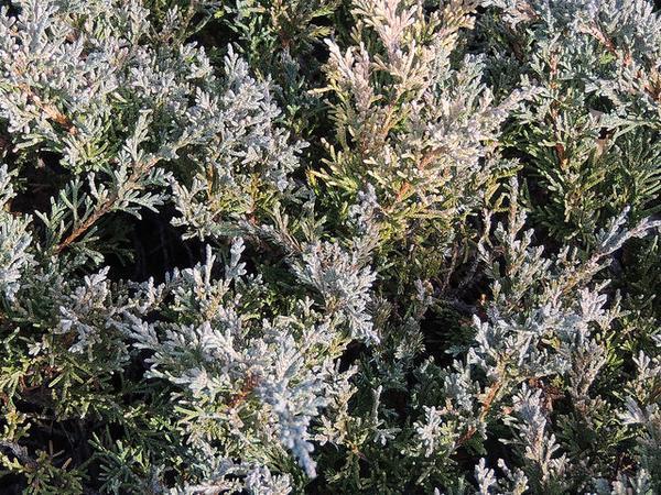Juniperus chinensis 'Sargentii'