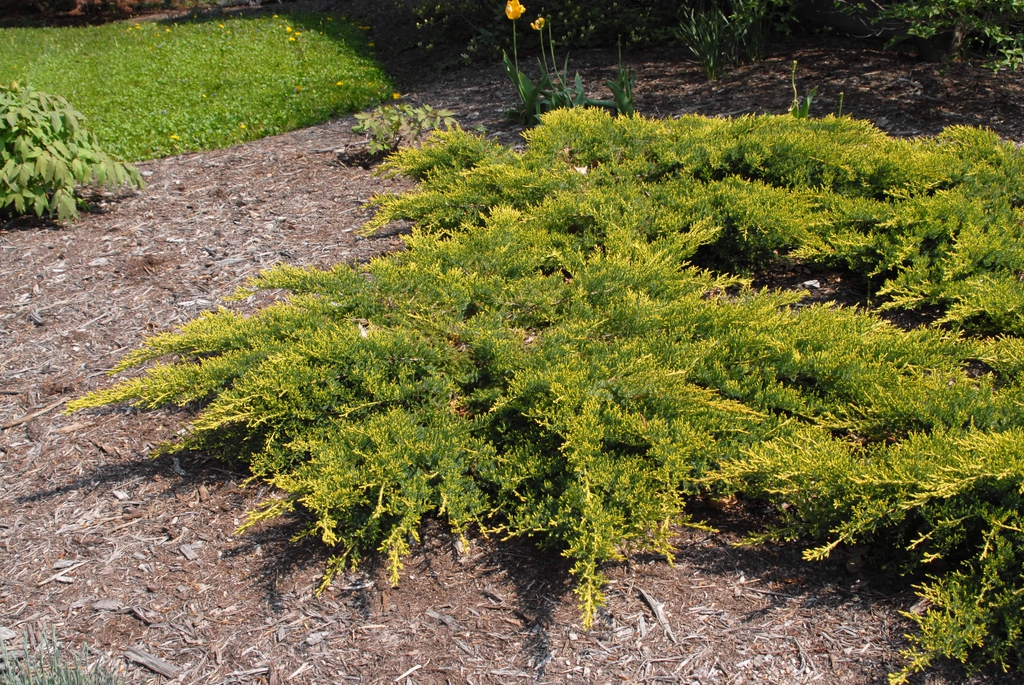 'Daubs Frosted' Form