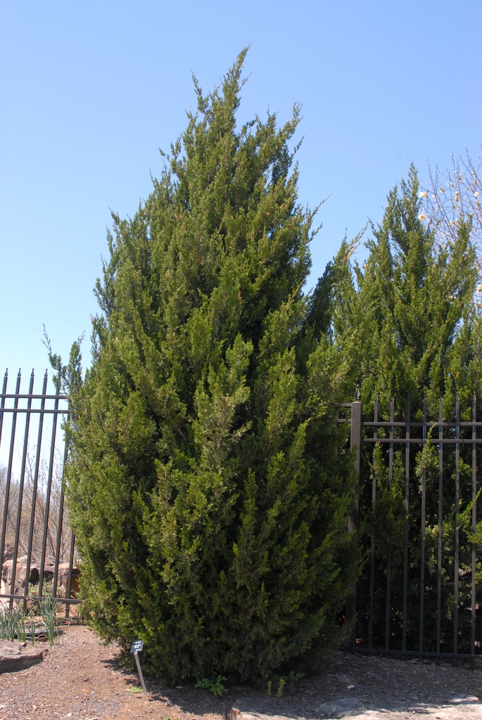 Juniperus chinensis
