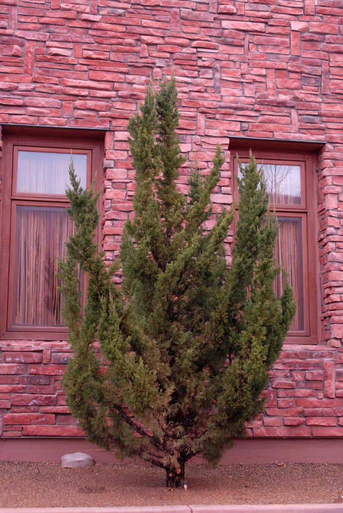 Juniperus chinensis