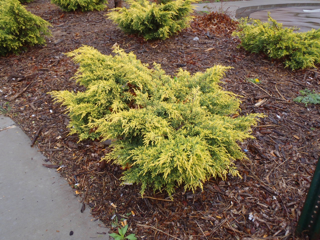 Juniperus chinensis
