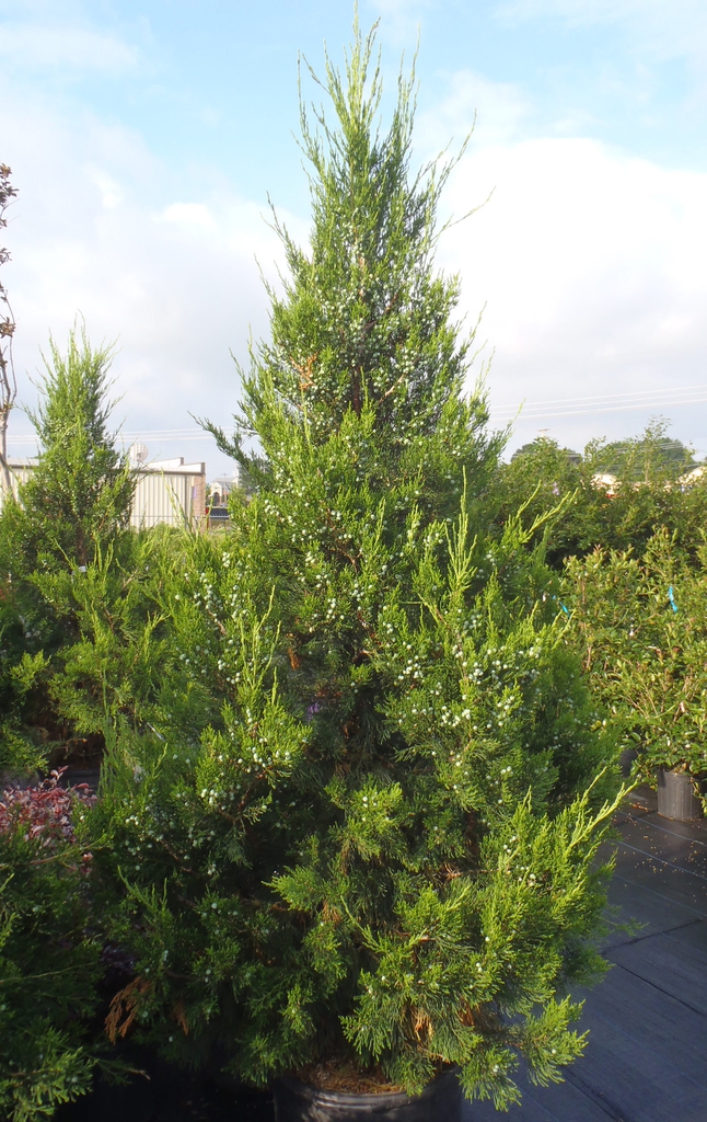 Juniperus chinensis