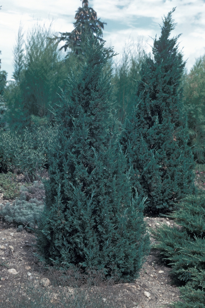 Juniperus chinensis