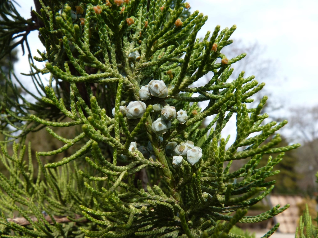 Cones and leaves