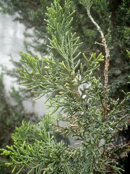 Juniperus chinensis