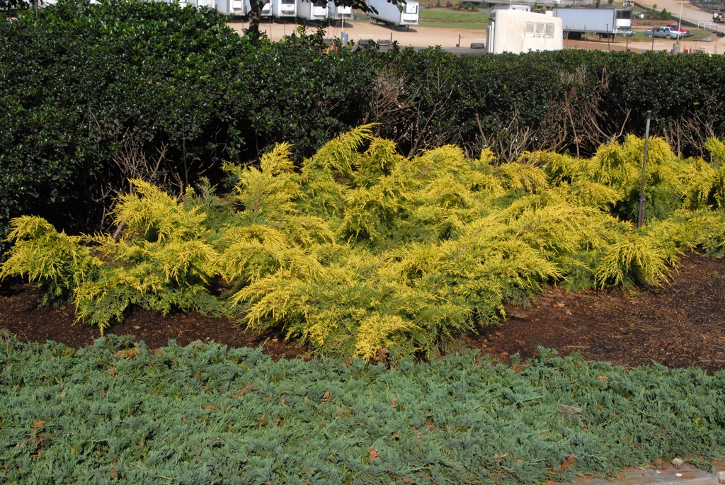 'Saybrook Gold' Form