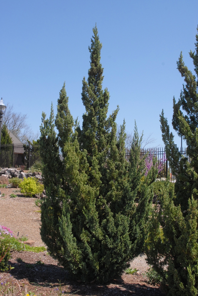 Juniperus chinensis
