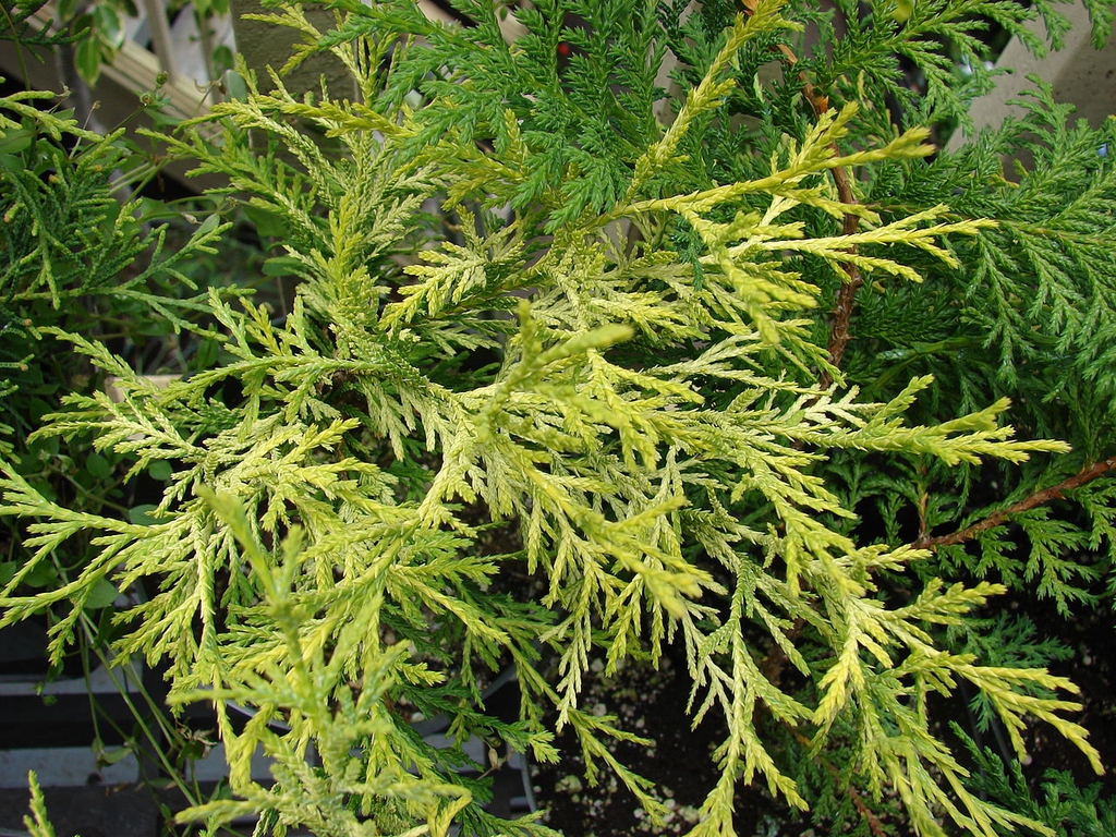 Foliage