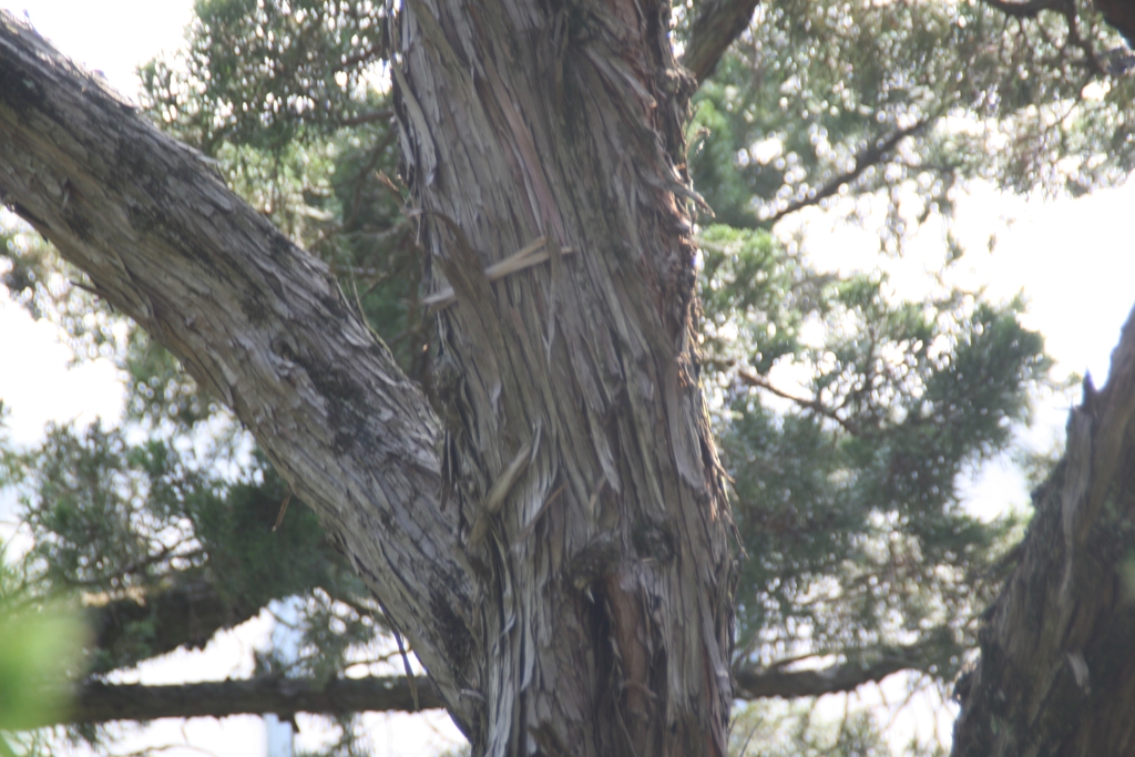 Bark
