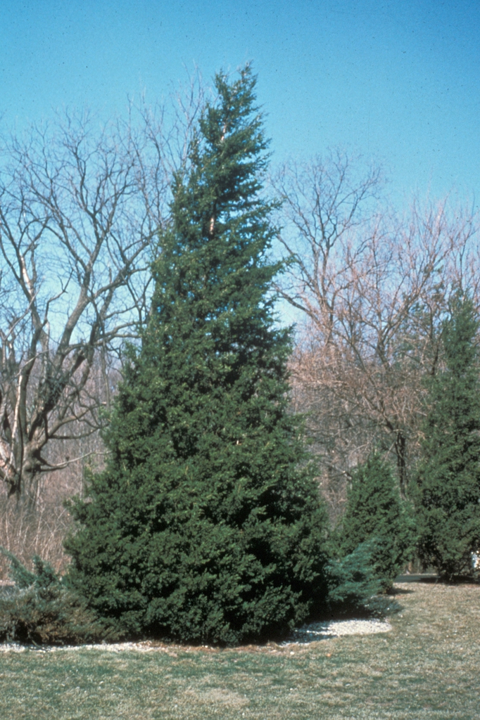 Juniperus chinensis