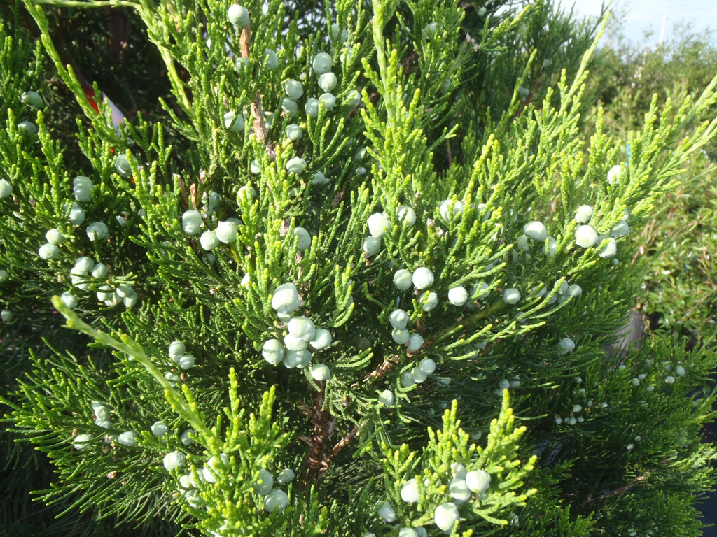 Juniperus chinensis