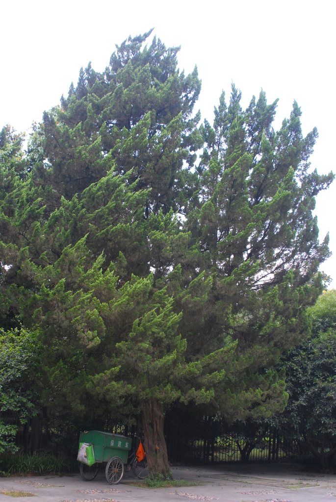 Juniperus chinensis