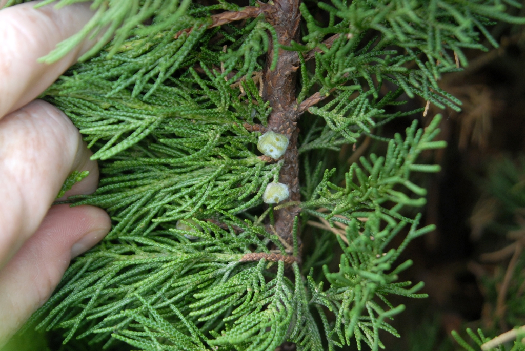 Juniperus chinensis