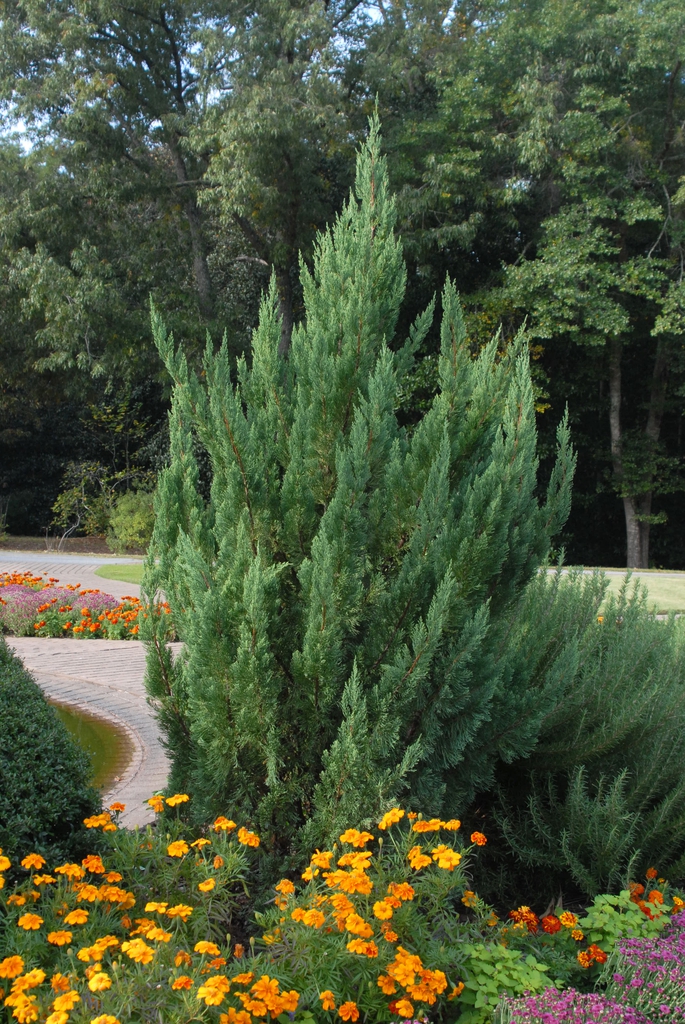 Juniperus chinensis